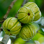 Garcinia kambodžská